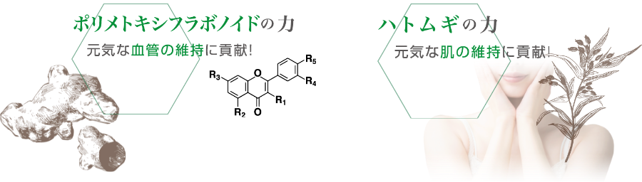ポリメトキシフラボノイドの力、ハトムギの力イメージ
